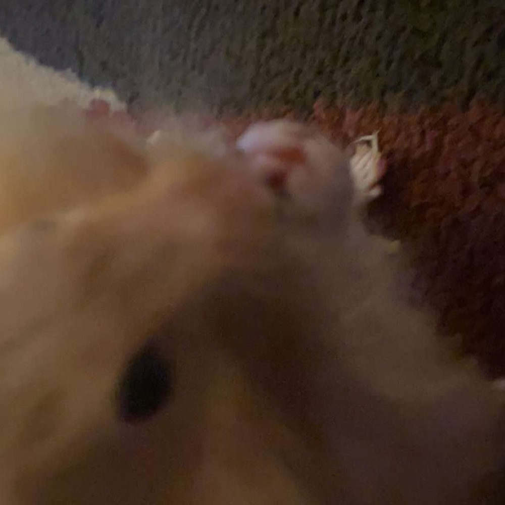 Meet your Posher, Rosalyn